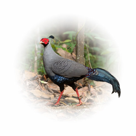 Male Siamese fireback walking looking into a distance isolated on round gradient blur backgroundの写真素材