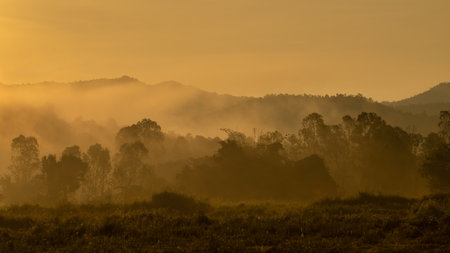 Misty morning with sepia tone in a forest in Lamphun, Thailandの写真素材