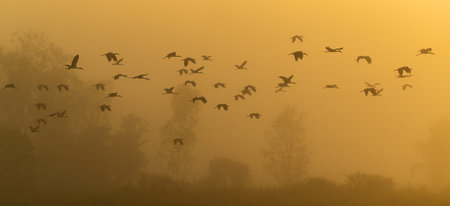 A flock of Asian Openbill Stork flying by trees in winter misty morning in sepia tone in Lamphun, Thailandの写真素材