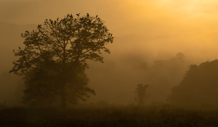 A flock of Asian Openbill Stork perching on a tree in winter misty morning in sepia toneの写真素材
