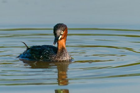 Cute Little Grebe swimming in a pond looking into water surfaceの写真素材