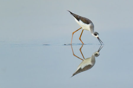 Juvenile Black-winged Stilt wading in waterly pre-harvest empty rice field finding food