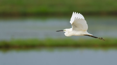 Little Egret flying above pre-harvest rice field looking into a distanceの素材 [FY310194334868]