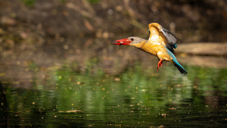 A Stork-billed Kingfisher is seen flying just above the water surface with a small fish in its beak. Its vivid plumage and large red bill are beautifully highlighted by natural sunlight, while droplets trail behind, capturing the energy of the hunt. This rare moment showcases the birdâs precision and agility in its natural habitat.の写真素材