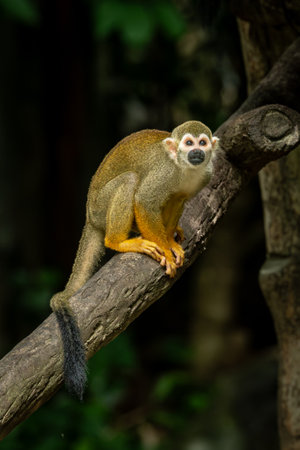 Squirrel monkey perched on a tree branch, alert and curious in the dappled sunlight.