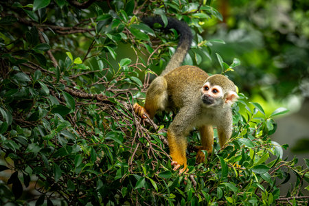 Wild Squirrel Monkey in Natural Habitat â€“ Close-Up on Foliage