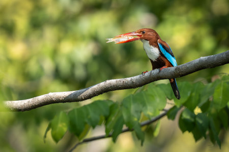 A White-throated Kingfisher perches confidently on a tree branch, holding a freshly caught fish in its large red beak. The bird's vivid blue wings, chestnut brown body, and striking white throat stand out against the blurred green background of the forest. This powerful moment captures the essence of a successful hunt in the wild, showcasing the precision and beauty of this tropical predator. Ideal for themes related to wildlife, bird behavior, natural ecosystems, and predation.の写真素材