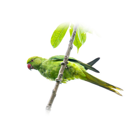 A vibrant green parakeet clinging to a slender branch with leaves, tilting its head playfully, isolated on a white background.の写真素材