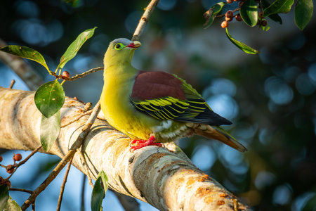 Brightly colored Thick-billed Green-pigeon  perched on a sunlit tree branch, surrounded by green leaves and berries in a natural forest setting.の写真素材
