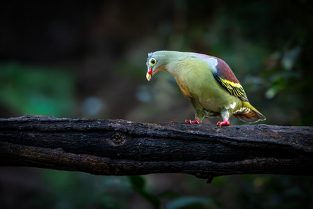 Colorful Thick-billed Green-pigeon with vibrant plumage perched on a dark tree branch in the forest,...