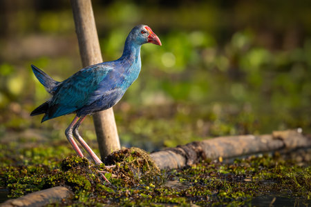 A vibrant Purple Swamphen with a red beak stands alert on a wet, mossy surface in natural wetland surroundings, with warm sunlight highlighting its plumage.の写真素材