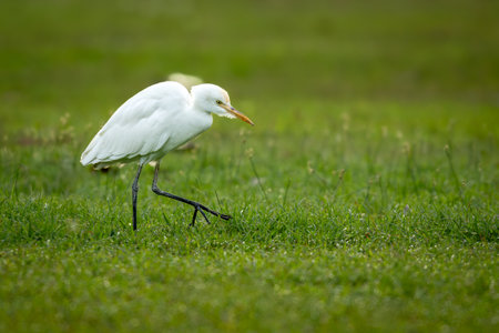 A Cattle Egret walking gracefully across a green grassy field, captured in a side profile with soft...