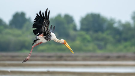 A large Painted Stork with a long yellow beak captured mid-flight over a salt pond, wings spread wide and background blurred with trees and water.の写真素材