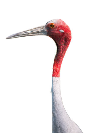Sarus Crane close-up with red head, long neck, and gray body, isolated on white background, detailed side view.の写真素材