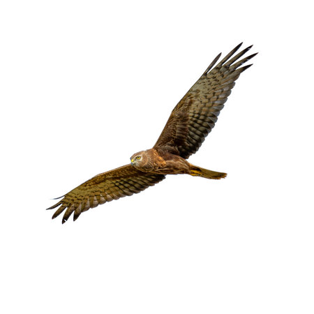 A young Pied Harrier gliding through the air with fully extended wings and intense yellow eyes, showing agility and precision in flight.の写真素材