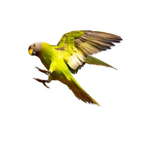 A vibrant female Blossom-headed Parakeet captured in flight with wings raised and claws extended,...