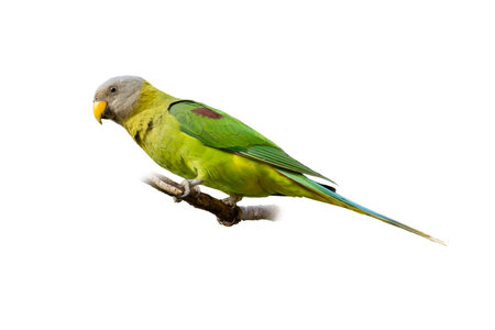 A vibrant female Blossom-headed Parakeet rests on a branch, featuring a green body, greyish head,...