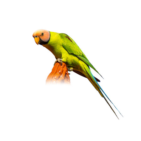 A vibrant male Blossom-headed Parakeet showing off its bright green feathers, pinkish head, and long...