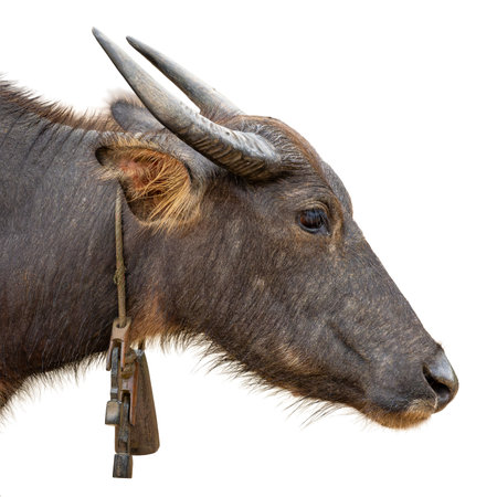 Detailed headshot of a water buffalo showing its horn, eye, and a handmade wooden bell, captured in...