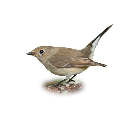 Close-up of a female Taiga Flycatcher standing on a branch, featuring gentle brown feathers, pale...