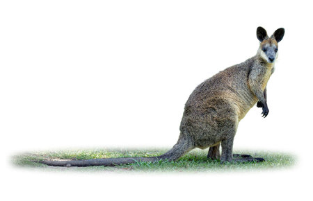 Close-up image of a Wallaby on green grass, showing its strong body, long tail, and upright posture in natural daylightの写真素材