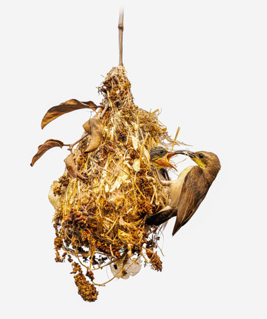 A Purple Sunbird female tends to her chicks in a hanging nest crafted from dry grass and leaves, capturing a tender moment of parental care and survivalの写真素材
