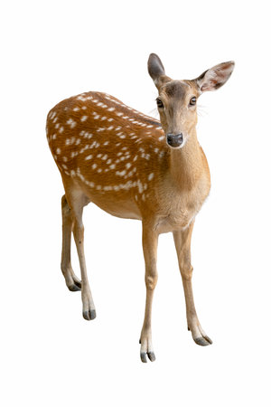 A Spotted Deer captured in full body, showing its slender build, white-spotted coat, and attentive posture while standing gracefully on all four legs.の写真素材