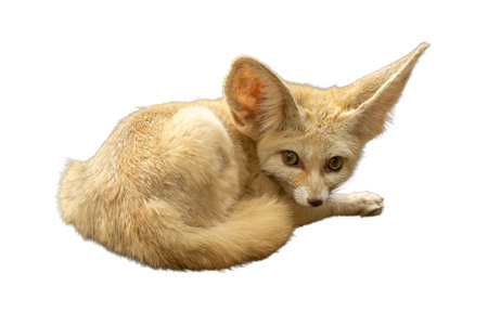Close-up of a Fennec Fox resting with its fluffy tail curled around the body and oversized ears standingの写真素材