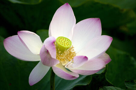 bloomming lotus in lotus garden in thailandの写真素材