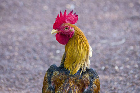  looking back cock