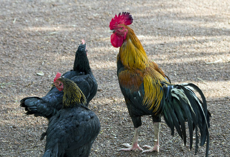 three chickens 