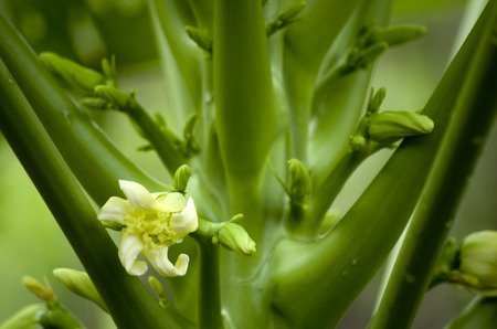 papaya flower on green leaves backgroundの写真素材