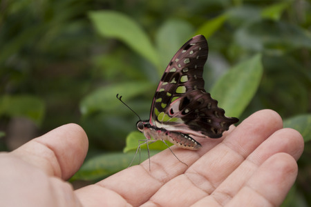 butterfly on hand with natural backgroundの写真素材