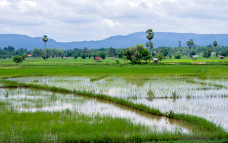 green rice field in rainy season in thailand の写真素材