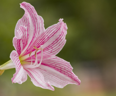 pink blooming flower show petal on natural backgroundの写真素材