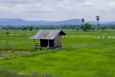 green rice field in rainy season in thailand の写真素材