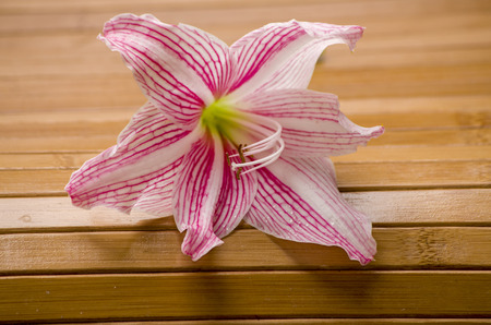 close up of flower on bamboo plate の写真素材