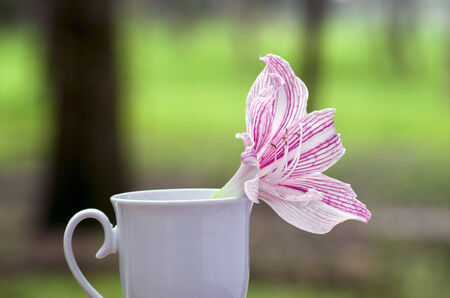 pink flower in white coffee cupの写真素材