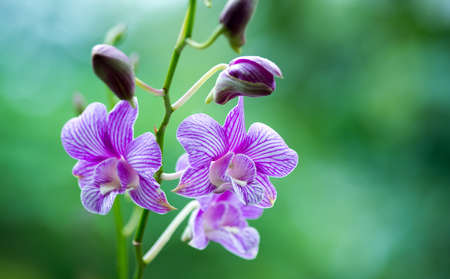 purple orchid in gardenの写真素材