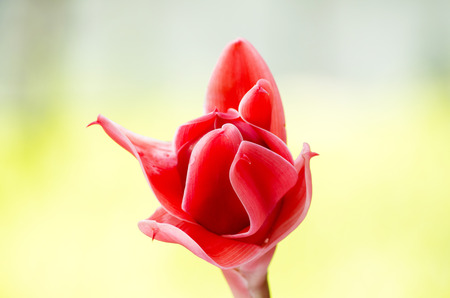 red torch ginger on natural backgroundの写真素材
