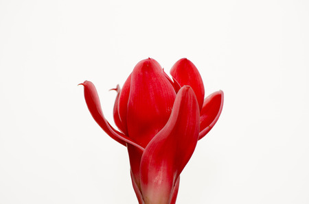 red torch ginger flower isolateの写真素材