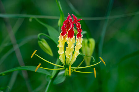 climbing lily in natural background,wild flower in thailandの写真素材