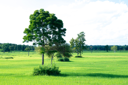 tree on rice fieldの写真素材