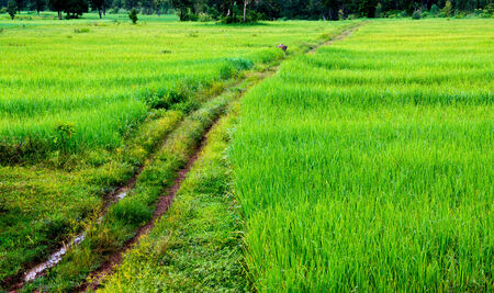 country road to rice farmlandの写真素材