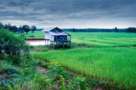 Thai farmer house and rice green fieldの写真素材