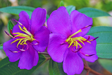 purple osbeckia in natureの写真素材