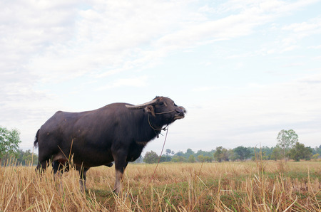 The water buffalo or domestic Asian water buffaloの写真素材