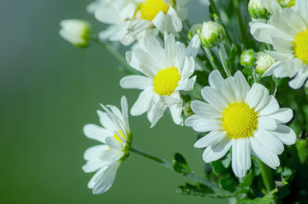 white flower on green natural の写真素材