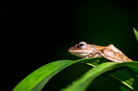 close up of small brown frog that stay on green leafs