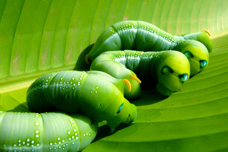 green worms on banana leaf